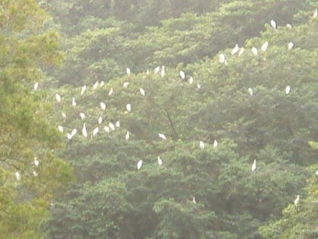 白鷺鷥成群聚沙坑社區 農村池塘宛如世外桃源